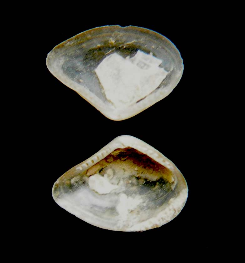 Yoldiella seguenzae